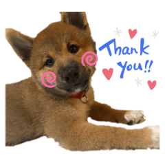 嘟寶與錢寶日常