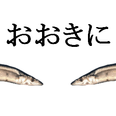 Kansai dialect in the Pacific saury
