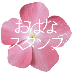 Flowers and message stickers -2-