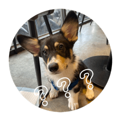 咱家主子奧利給Oreo ♡