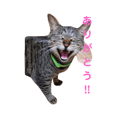 Chiyo_20201014230820