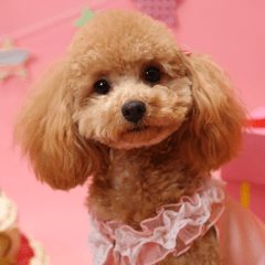 Day-to-day toy poodle