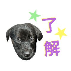 OREO dog stamp 1