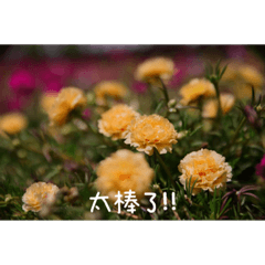 茹茹-日常貼圖