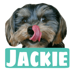 Happy smile puppy Jackie