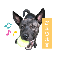 Kai Dog Mix "Sato-sensei"
