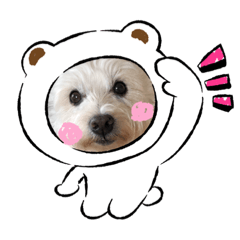 Honey Westie