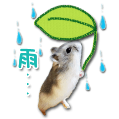Djungarian hamster -Hamuta- Photo ver.2