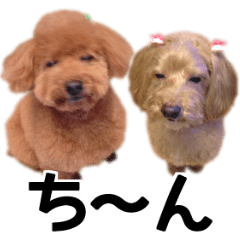 Mogu and Marco of toy poodles(Real)