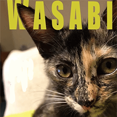 wasabi-cat-Sticker