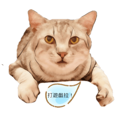 虎斑貓是星星： ）