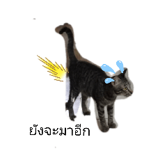 a little cat in school