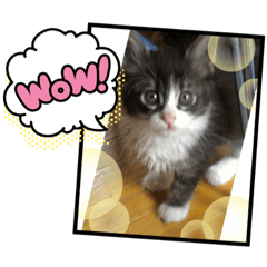 mochi_20201016125145