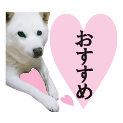 Roshi is Hokkaido dog.and bunchan (real)