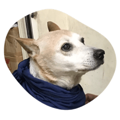 朱古奉先喬克阿咪