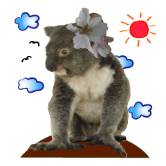 Koala's Daily talk (Chinese Version)