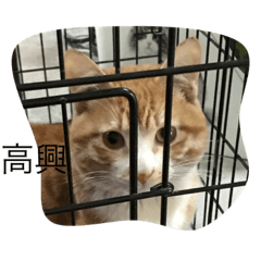 橘貓的日常生活