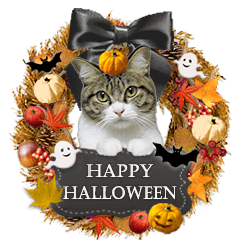 mensagem de gatos reais -  Halloween!