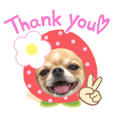 cocoa_20201017202740