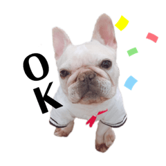 Schnauzer himasaku_20201018014007