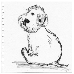 Sealyham terrier in the sketchbook