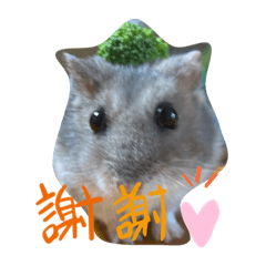 koko_20201017181331