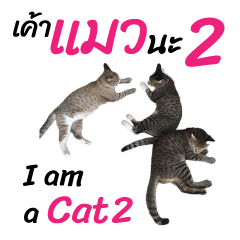 Meow! I am a Cat 2