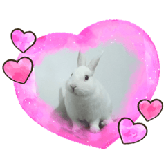 兔兔的日常生活