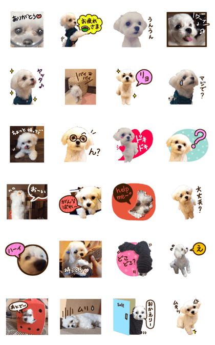 Maltese dog sticker.
