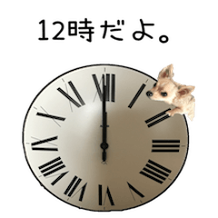 Time guidance of Chihuahua