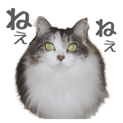 fluffy cat photograph Sticker