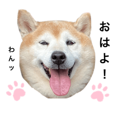 hachi-suta