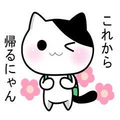 Nyanchi of black-and-white cat4.