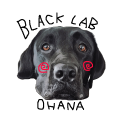 Black Labrador OHANA3