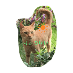 panda_20201018205523