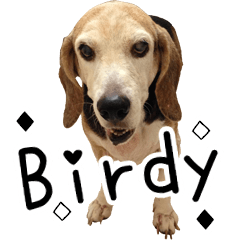 Birdy the Beagle