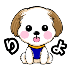 fluffy Shih Tzu dog