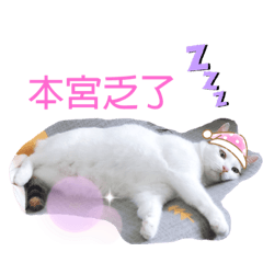 我家有貓樂園2
