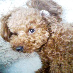 Cute toy poodle pooh`s photos