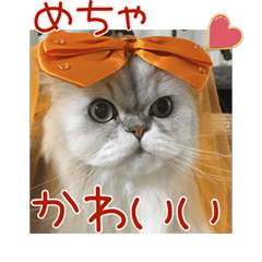 Stylish Persian Cat Riki(winter Version)