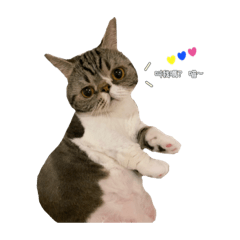 piguai