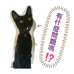 我家有貓樂園1