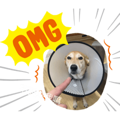 我的小可愛❤️