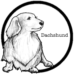 Monokuro of the miniature dachshund