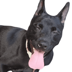 台灣盧土狗金剛 Line貼圖 Line Store