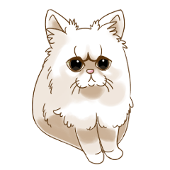 Grumpy looking white cat