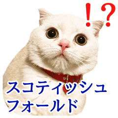 ブサかわスコティッシュ Line スタンプ Line Store ブサかわスコティッシュ Line スタンプ Line Store
