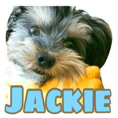 Yorkshireterrier Jackie 2