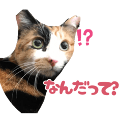 maple_20201020163005