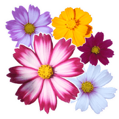 Mahsa S Cosmos Line Stickers Line Store Mahsa S Cosmos Line Stickers Line Store